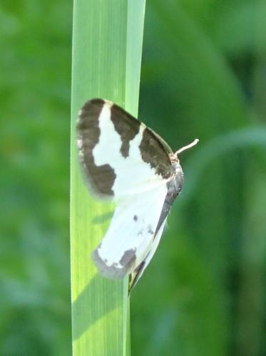 Réf. 233 472 : Lomaspilis marginata